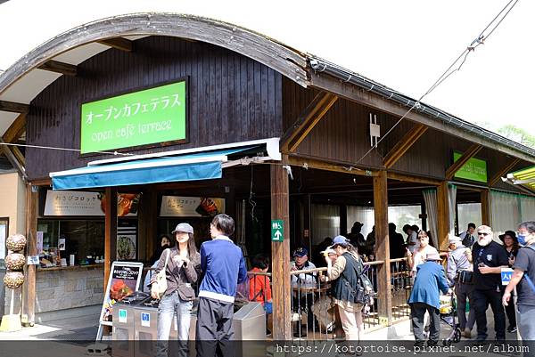 [日本北陸關西] 2025.4 安曇野溫泉趣,大王山葵農場踏