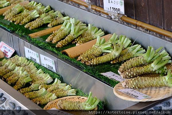 [日本北陸關西] 2025.4 安曇野溫泉趣,大王山葵農場踏