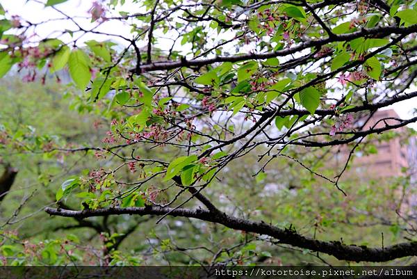 [日本北陸關西] 2025.4 慢行富山城，長途跋涉回京都