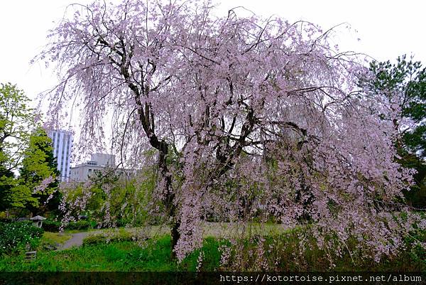 [日本北陸關西] 2025.4 慢行富山城，長途跋涉回京都
