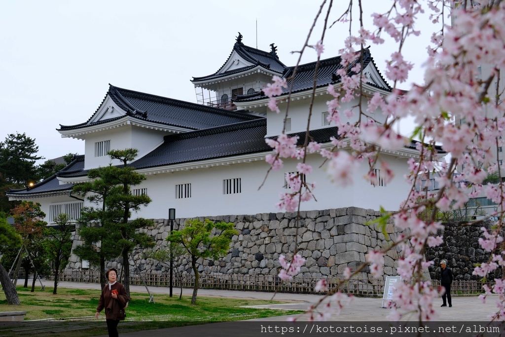 [日本北陸關西] 2025.4 慢行富山城，長途跋涉回京都