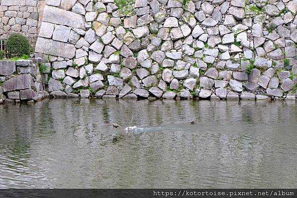 [日本北陸關西] 2025.4 慢行富山城，長途跋涉回京都
