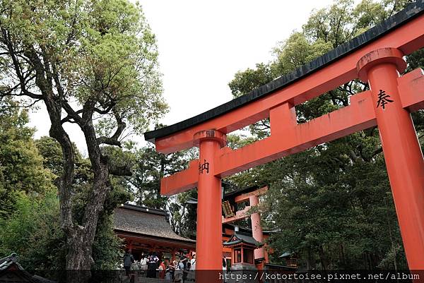 [北陸關西] 2025.4 人山人海伏見稻荷大社，萬紫千紅平