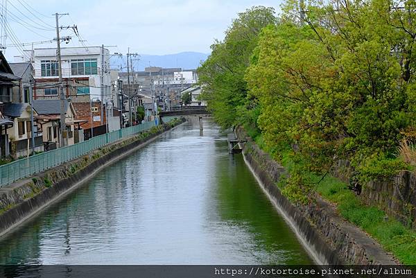 [北陸關西] 2025.4 人山人海伏見稻荷大社，萬紫千紅平