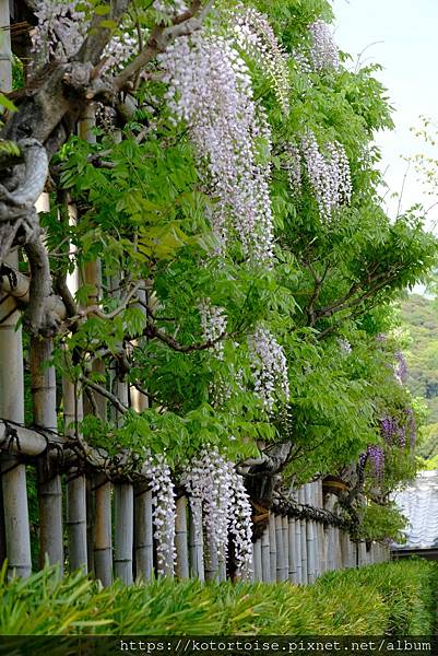 [北陸關西] 2025.4 人山人海伏見稻荷大社，萬紫千紅平