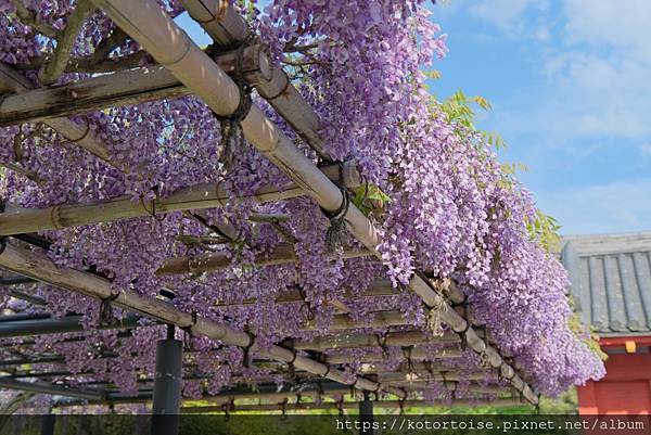 [北陸關西] 2025.4 人山人海伏見稻荷大社，萬紫千紅平