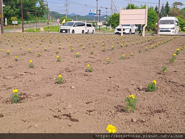 [日本北海道] 2025.6 住在美瑛小鎮