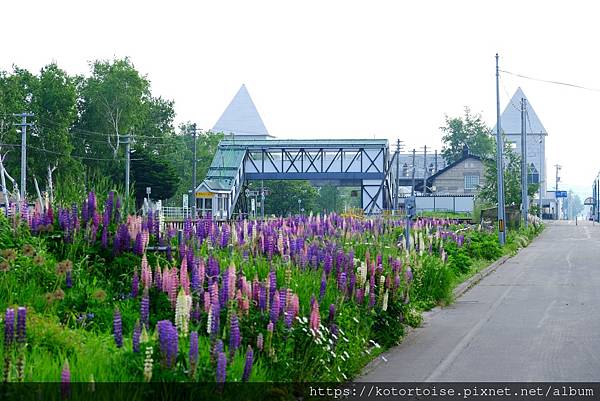 [日本北海道] 2025.6 住在美瑛小鎮