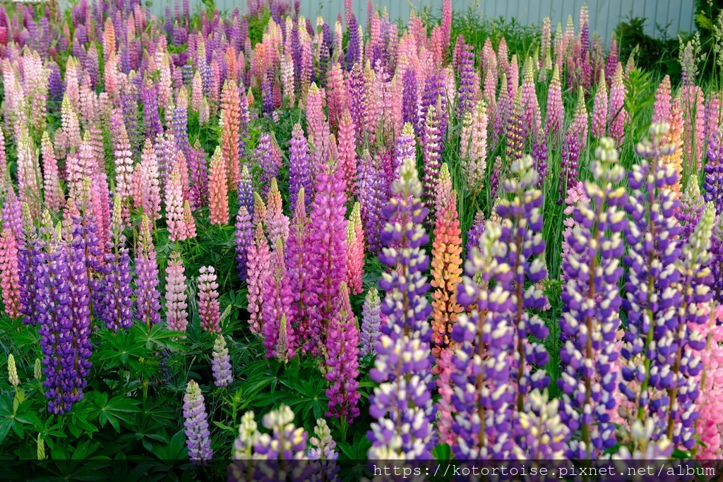 [日本北海道] 2025.6 住在美瑛小鎮