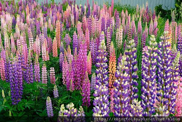 [日本北海道] 2025.6 北海道七天六夜自駕趣