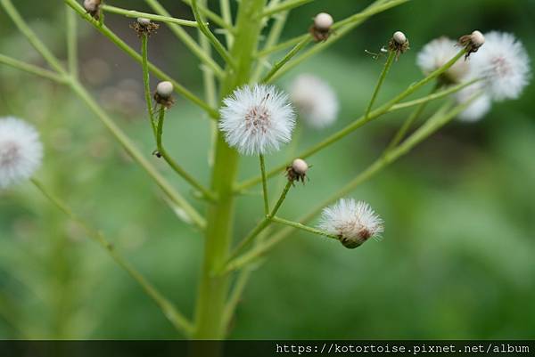[日本北海道] 2025.6 住在美瑛小鎮