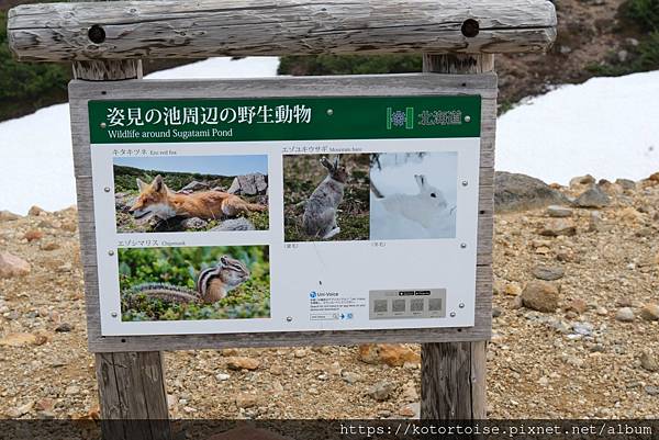 [日本北海道] 2025.6 夏日炎炎,旭岳健行賞雪