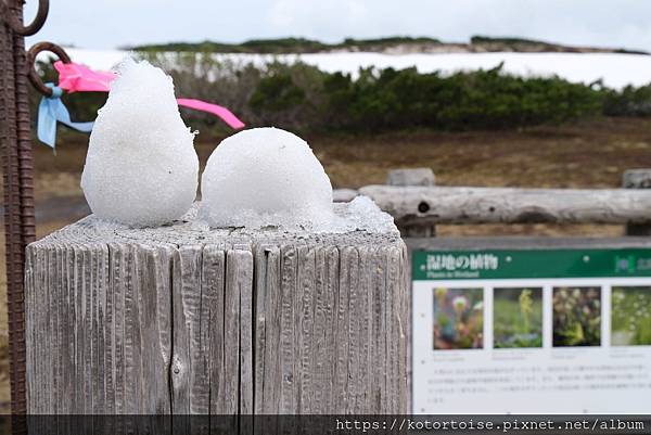 [日本北海道] 2025.6 夏日炎炎,旭岳健行賞雪