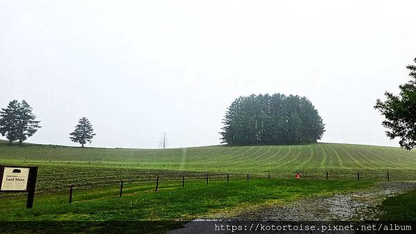 [日本北海道] 2025.6 野趣美瑛