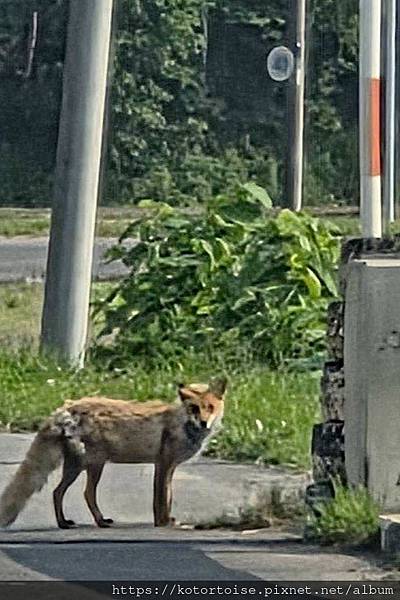 [日本北海道] 2025.6 夏日炎炎,旭岳健行賞雪