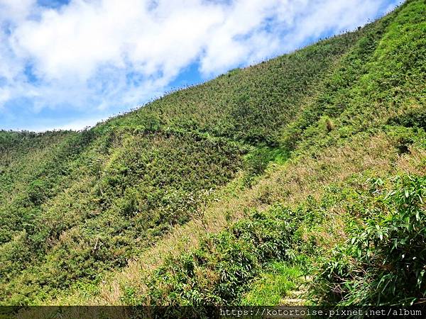 [台灣/宜蘭] 2025.7 抹茶山上享受熱情餵食