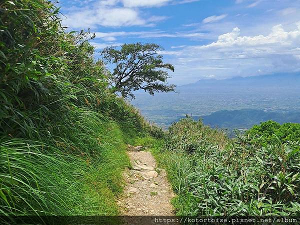 [台灣/宜蘭] 2025.7 抹茶山上享受熱情餵食