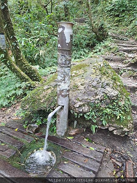 [台灣/宜蘭] 2025.7 抹茶山上享受熱情餵食