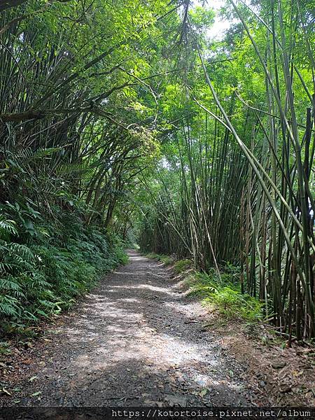 [台灣/宜蘭] 2025.7 抹茶山上享受熱情餵食