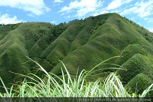 [台灣/宜蘭] 2025.7 抹茶山上享受熱情餵食