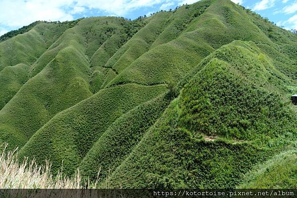 [台灣/宜蘭] 2025.7 抹茶山上享受熱情餵食