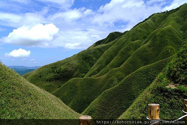 [台灣/宜蘭] 2025.7 抹茶山上享受熱情餵食