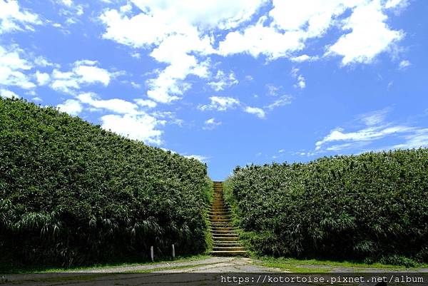 [台灣/宜蘭] 2025.7 抹茶山上享受熱情餵食
