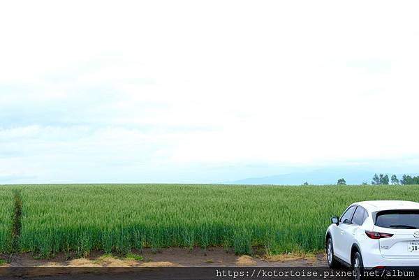 [日本北海道] 2025.6 野趣美瑛