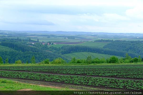 [日本北海道] 2025.6 野趣美瑛
