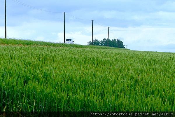 [日本北海道] 2025.6 野趣美瑛