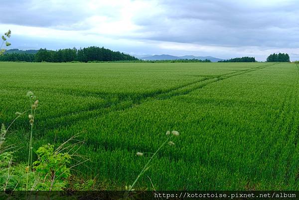 [日本北海道] 2025.6 野趣美瑛