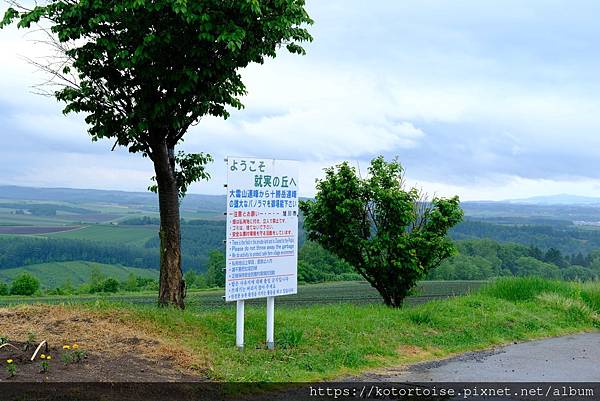 [日本北海道] 2025.6 野趣美瑛