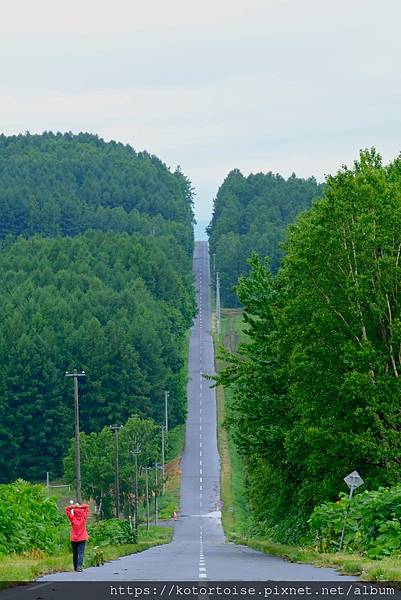 [日本北海道] 2025.6 野趣美瑛