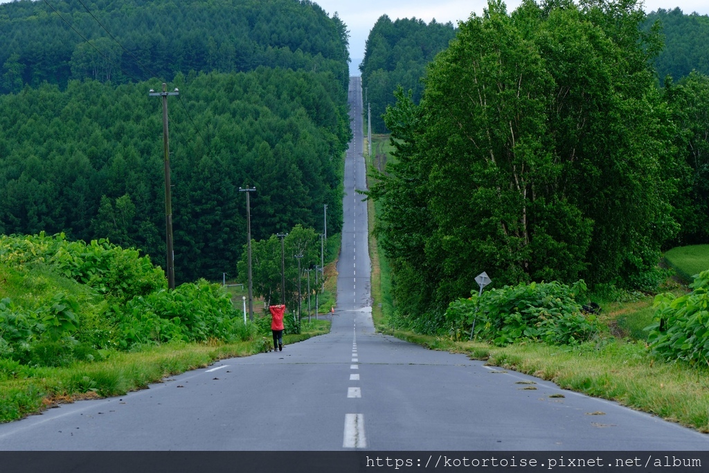 [日本北海道] 2025.6 野趣美瑛