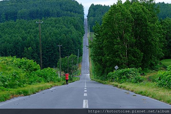 [日本北海道] 2025.6 野趣美瑛