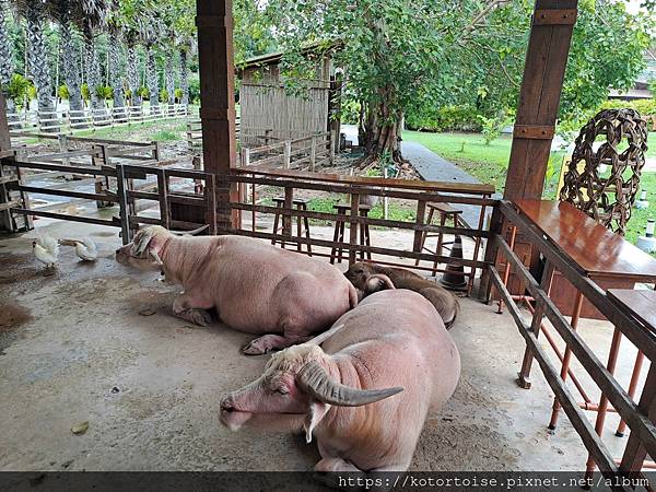 [泰國曼谷] 2025.10 跟著一日團參訪丹嫩莎朵水上市場