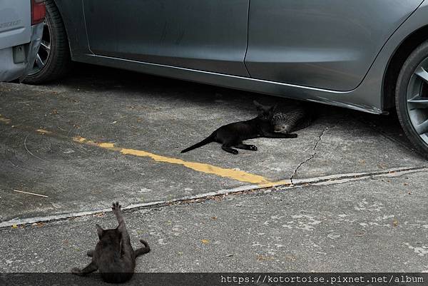[泰國曼谷] 2025.10 跟著一日團參訪丹嫩莎朵水上市場
