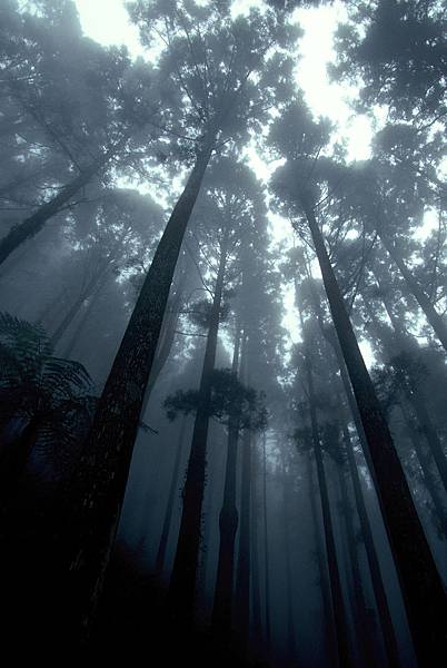 阿里山 樹林.jpg