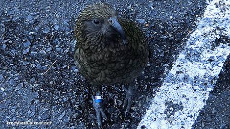 KEA