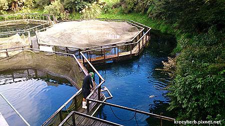 Salmon Farm