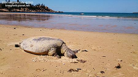 Magnetic-Island_30.jpg