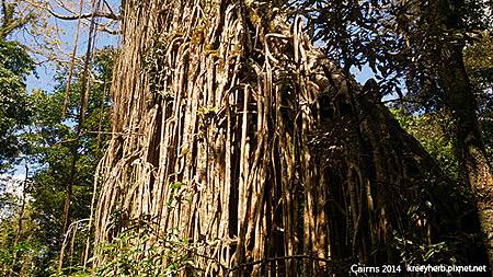 Cairns_Curtain Fig Tree