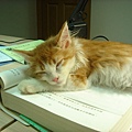 在書上睡著