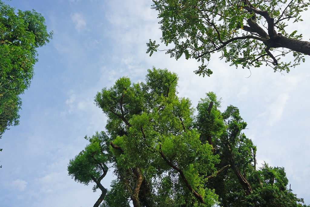 DSC01648.JPG 品陽大苑 建案 甲桂林 學府宅 二環捷運站 台北植物園 南門市場 中正紀年堂 歷史博物館 中正區建案
