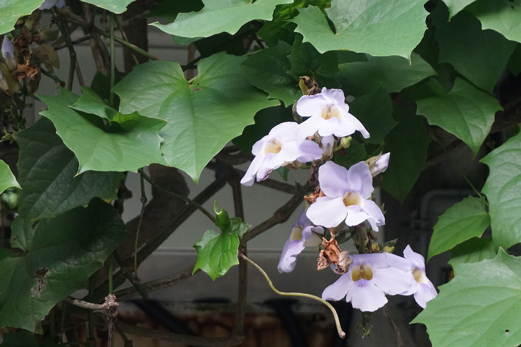DSC01673.JPG 品陽大苑 建案 甲桂林 學府宅 二環捷運站 台北植物園 南門市場 中正紀年堂 歷史博物館 中正區建案