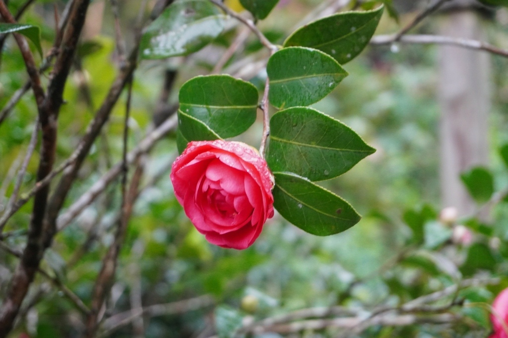 2024陽明山隱藏版無菜單料理推薦 絹絲谷 Silk Val