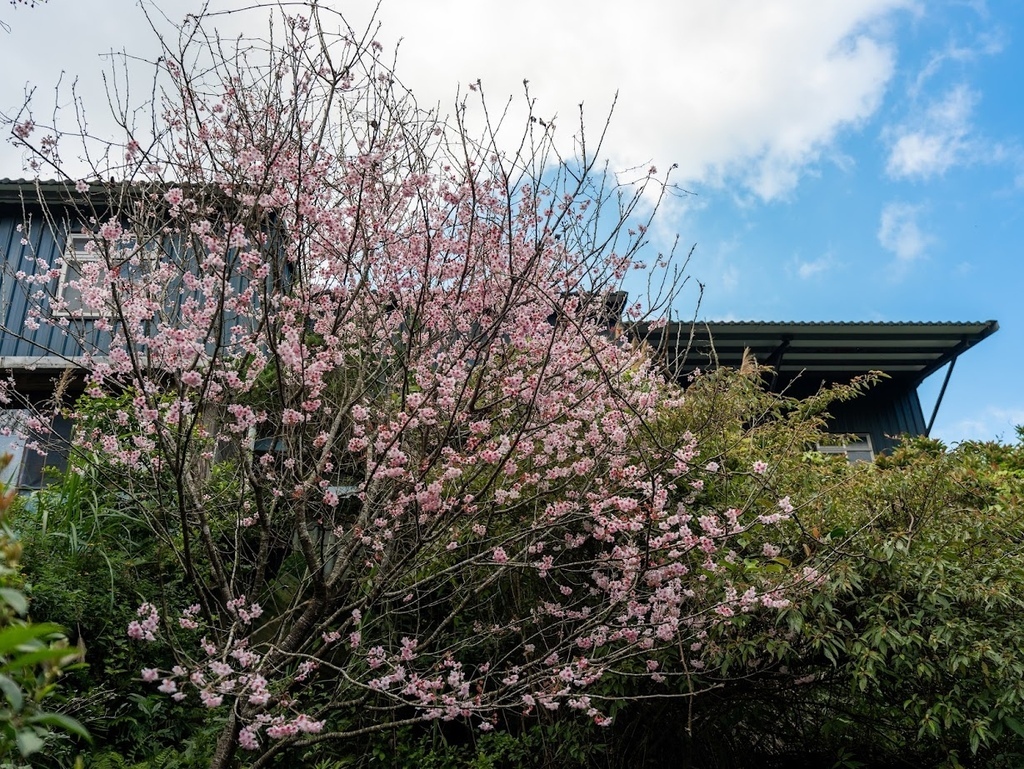 陽明山溫泉美食餐廳 絹絲谷SPA休閒會館 賞花+泡湯+戶外美