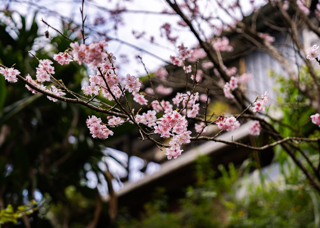 陽明山溫泉美食餐廳 絹絲谷SPA休閒會館 賞花+泡湯+戶外美