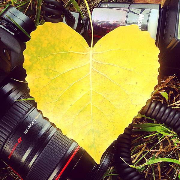 love-heart-yellow-photography.jpg