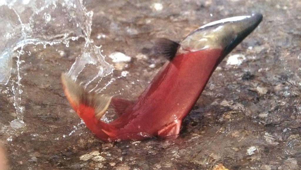 鮭魚洄游.jpg 鮭魚洄游.jpg